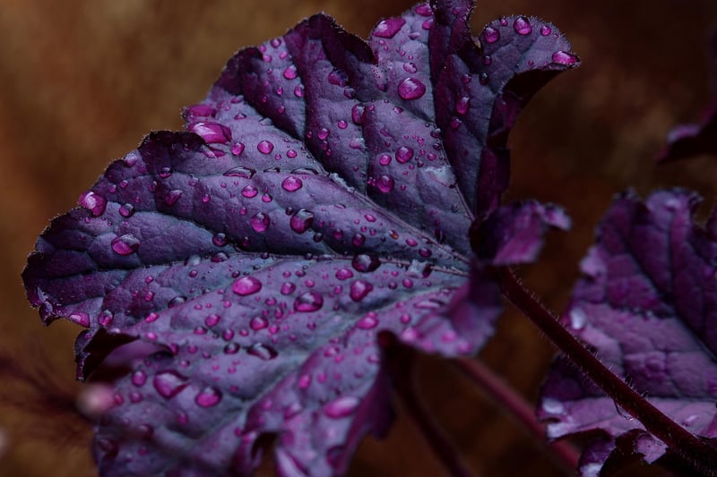 Fall Gardening